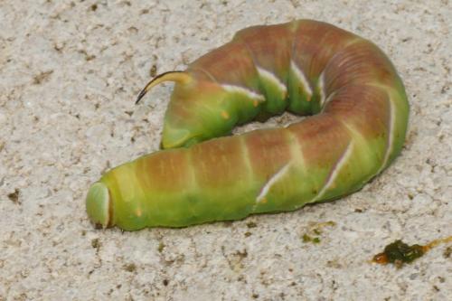 Réf. 236 372 : Sphinx ligustri